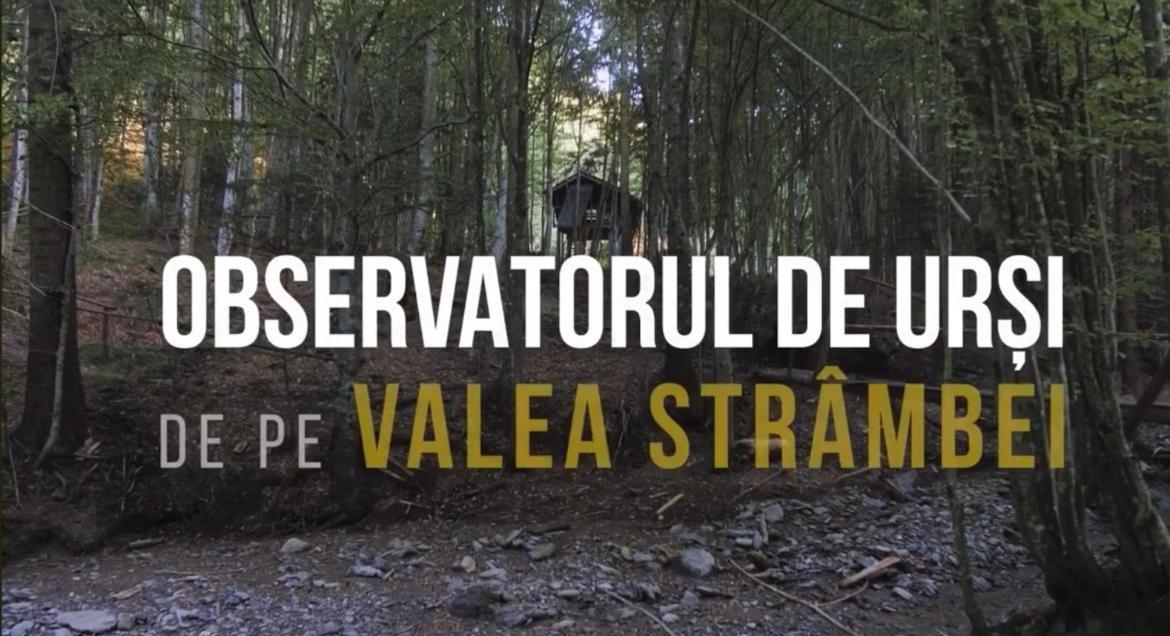 Hotel Valea Salbatica Sinca Noua Esterno foto