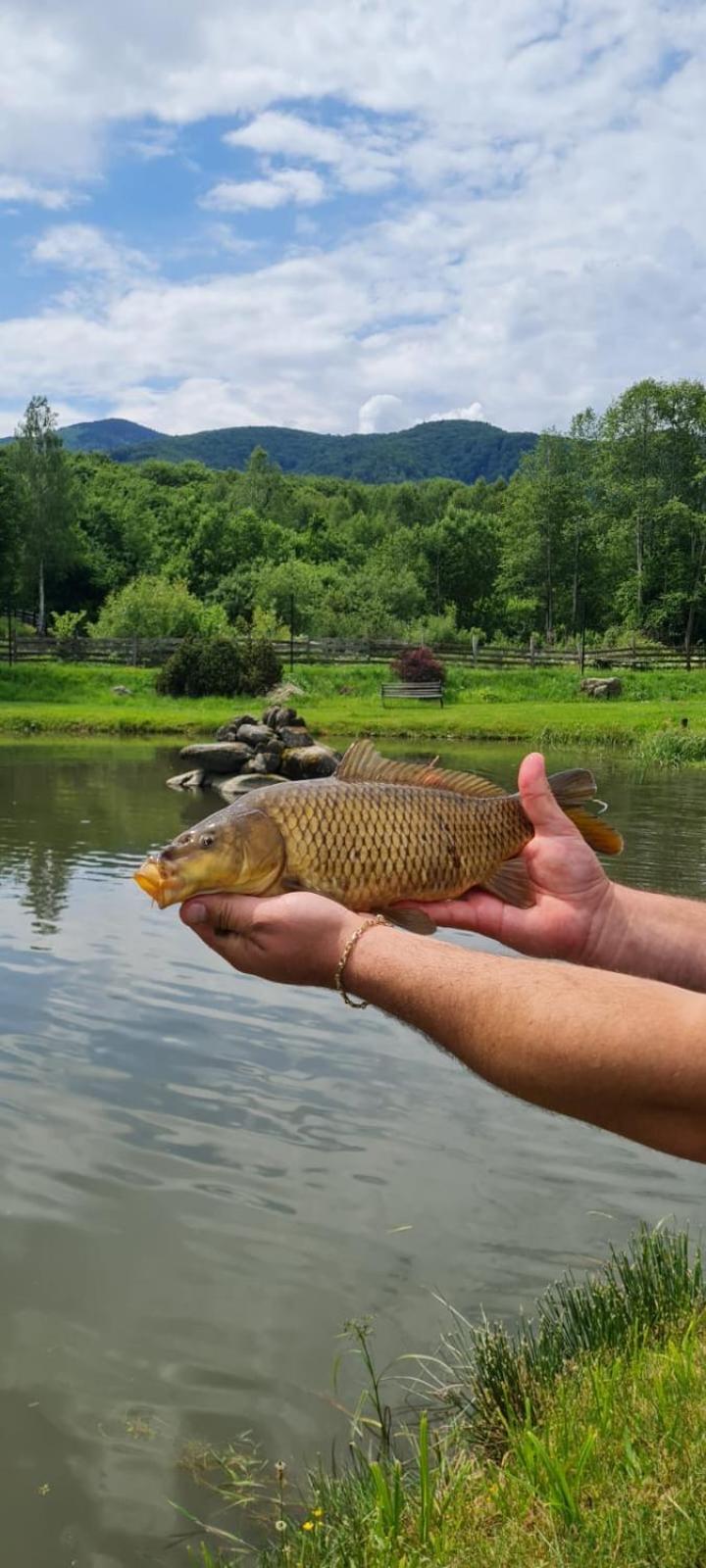 Hotel Valea Salbatica Sinca Noua Esterno foto